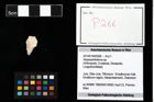 Foto (Objekt + Etikett) von Abyssophthalmus sp.  (NHMW-GEO-2014-0194-0266)